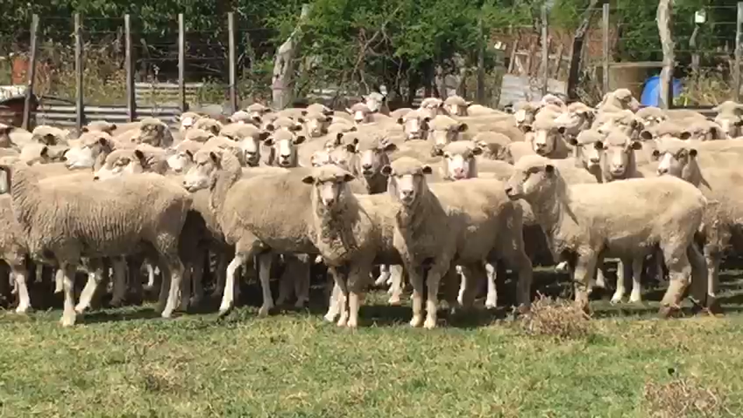 Lote 50 Ovejas IDEAL/ MERINO/ DUNIN a remate en #42 Pantalla Carmelo  50kg -  en VIBORAS Y VACAS