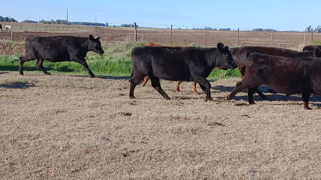 Lote 34 Terneros/as EN SALAZAR