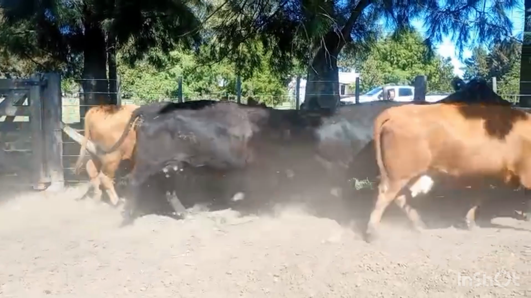 Lote 16 Vacas CUT preñadas