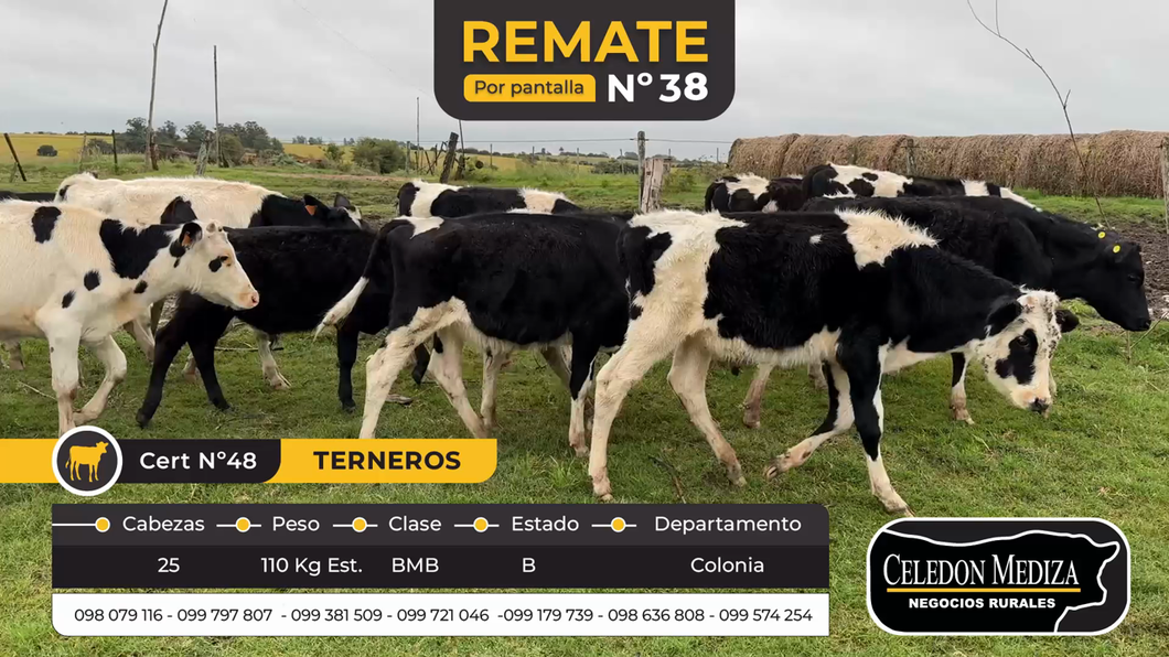 Lote 25 Terneros en Colonia