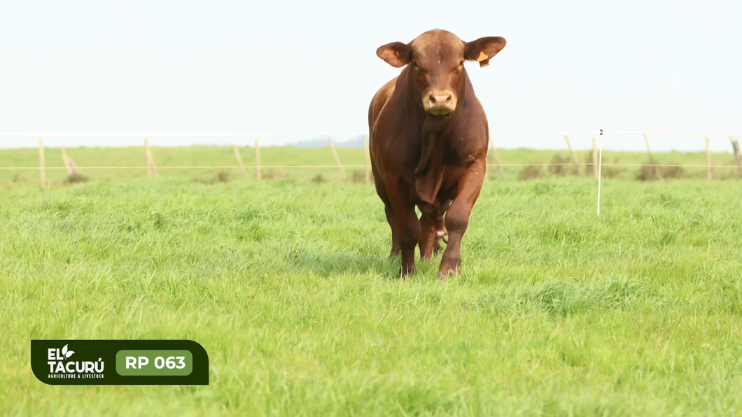 Lote Toros a remate en Subasta Virtual El Tacuru, Montevideo