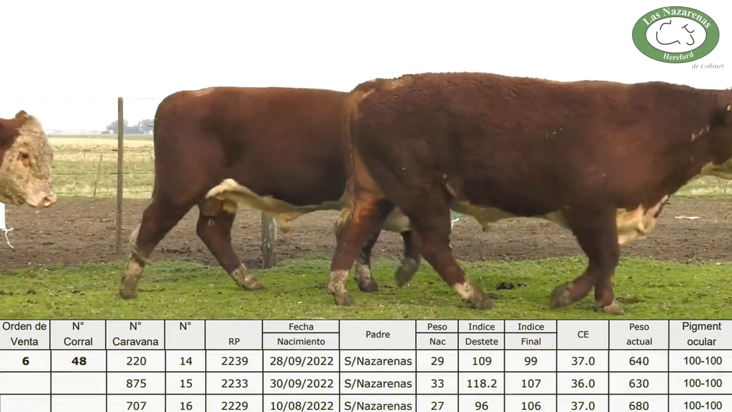 Lote Cabaña Las Nazarenas - Toros Polled Hereford Puros Registrados