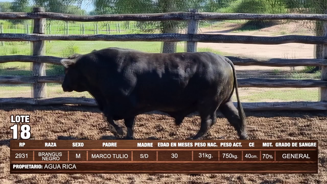 Lote Lote 18