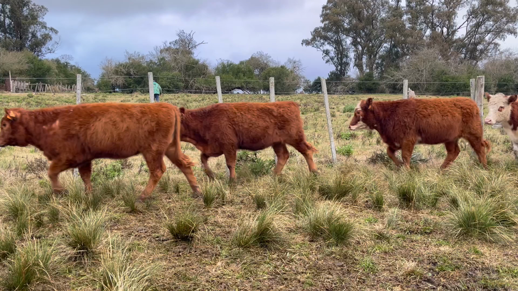 Lote TERNERAS