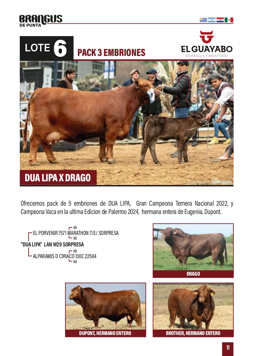Lote "PACK 5 EMBRIONES ""DUA LIPA x DRAGO"
