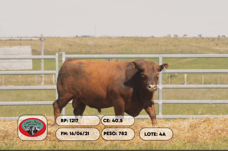 Lote 2 Toros a remate en Remate anual Cabaña Macedo, Artigas