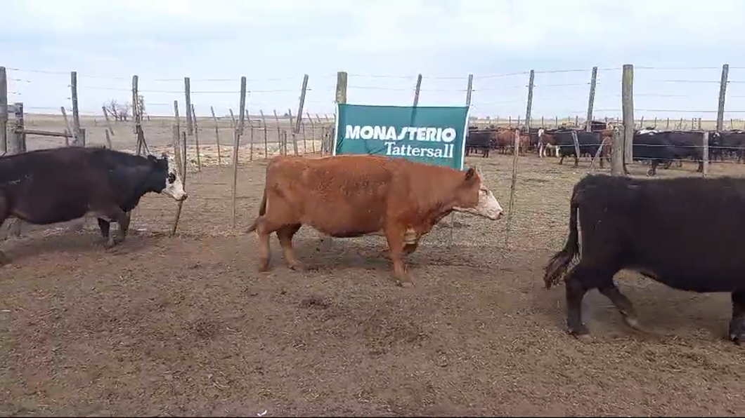 Lote 62 Vacas Usadas PÑ en Pehuajo