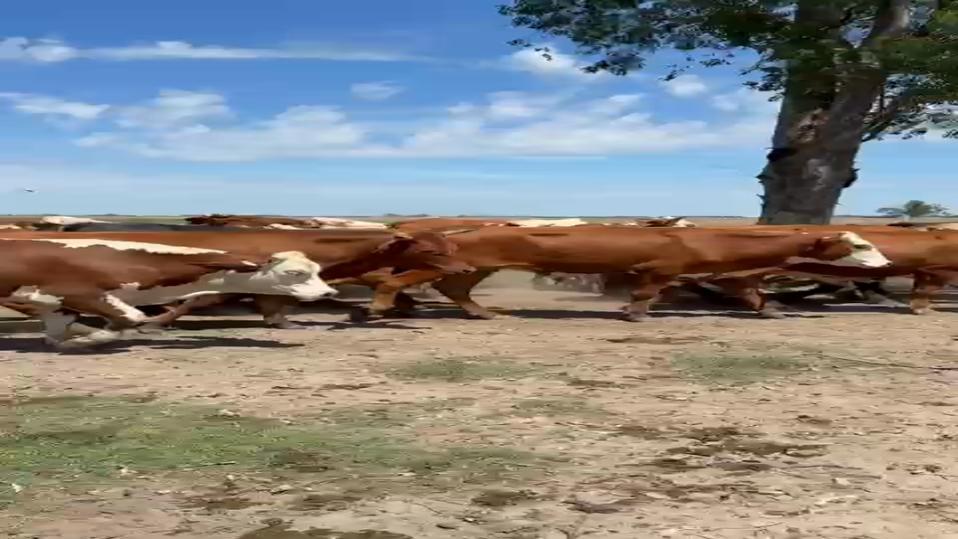 Lote 120 Novillitos Braford y sus cruzas en Esquina, Corrientes