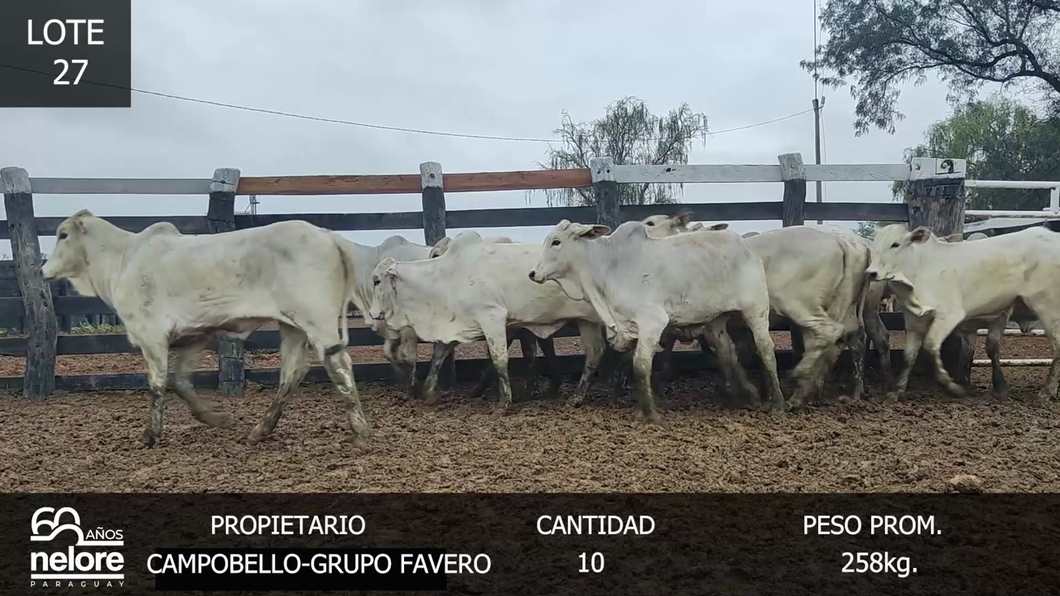 Lote LOTE 27