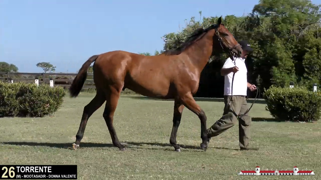 Lote TORRENTE