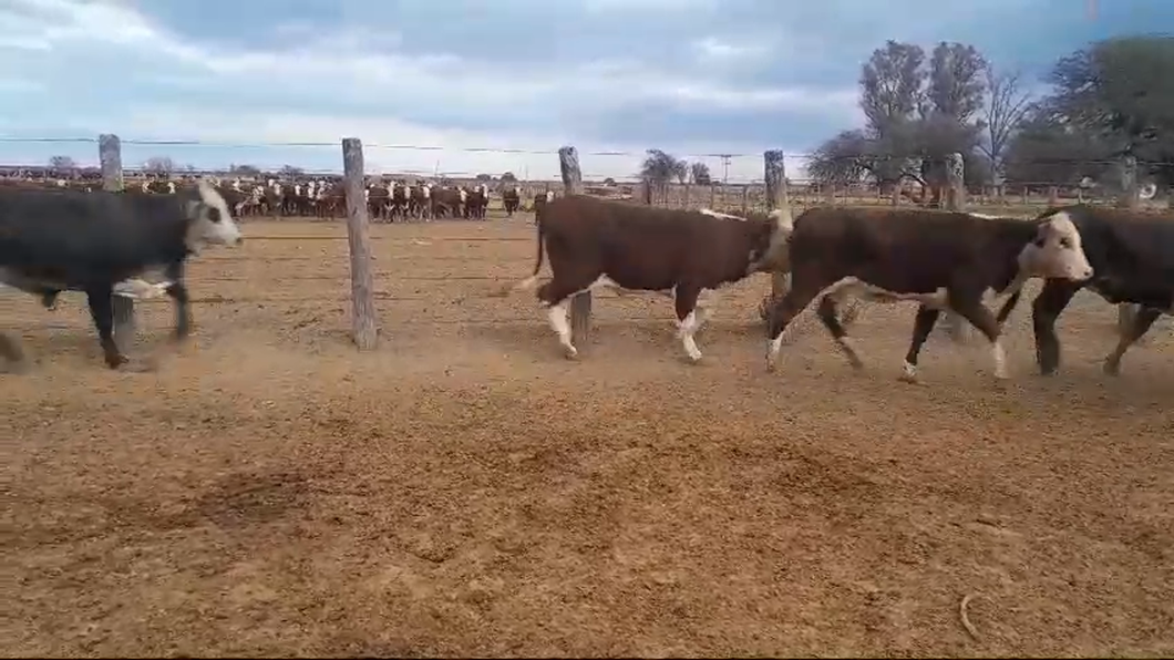 Lote 45 Vaquillonas Braford y sus cruzas en Villa Saralegui, Santa Fe