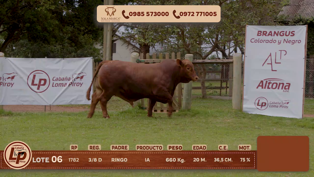 Lote MACHO