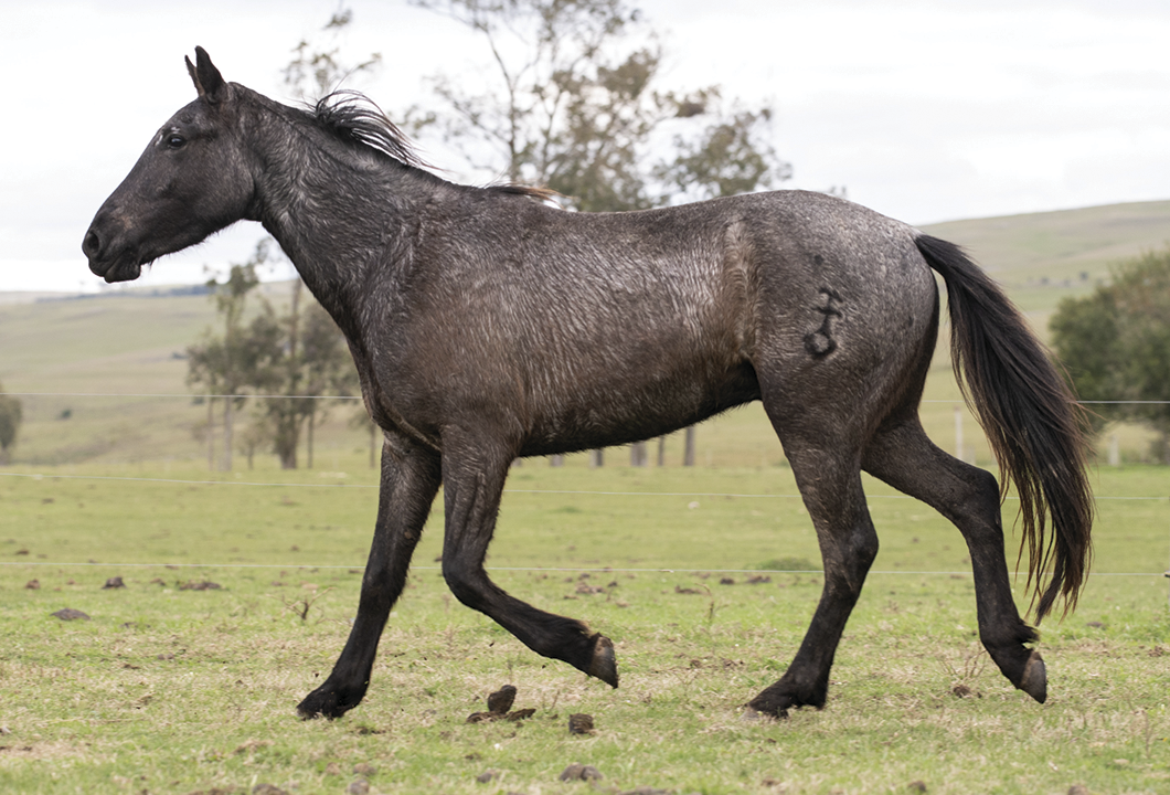 Lote CUERVO EL TACUARAL