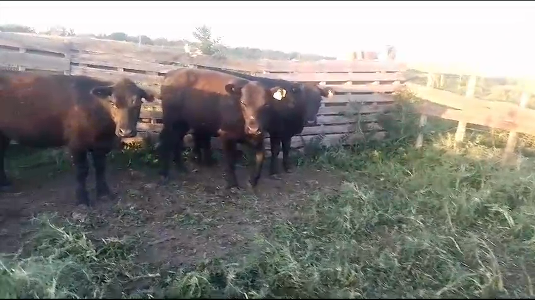 Lote 3 Vaquillonas  Angus a remate en Remate por pantalla de la Exposición de San José 270kg -  en Libertad