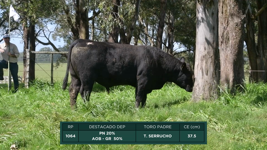 Lote Toros a remate en 16º Remate Anual La Campana de Ardao, Treinta y Tres