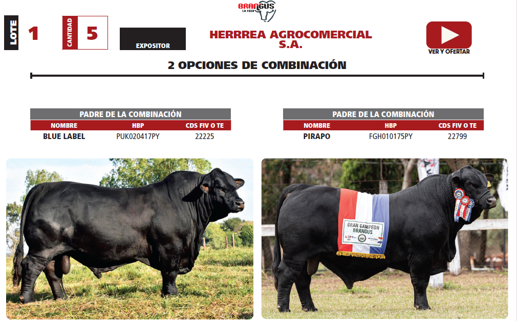 Lote LOTE 1