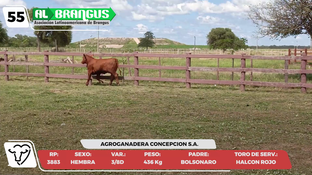 Lote LOTE 55 -CAMPO