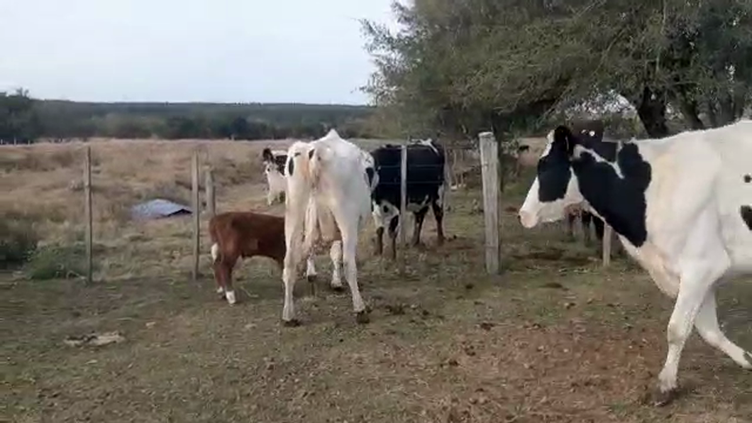 Lote 3 Vacas de Invernada HOLANDO a remate en PANTALLA CAMY 500kg - , San José