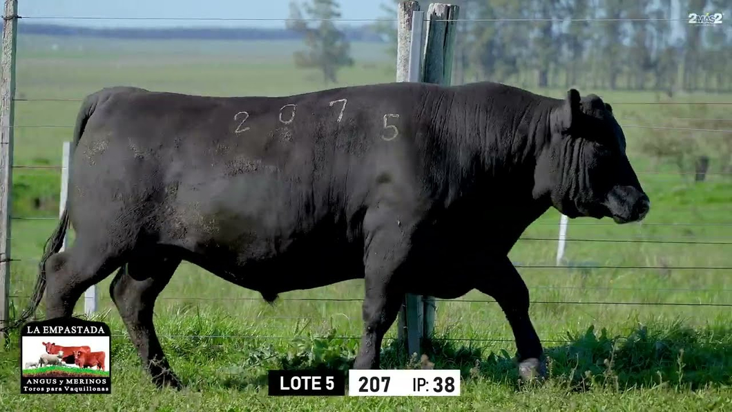 Lote Toros a remate en Toros para Vaquillonas - La Empastada, Durazno