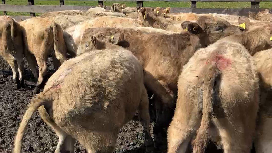 Lote 40 Ternero en Puyehue, X Región Los Lagos