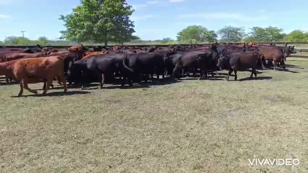 Lote 100 Vaquillonas