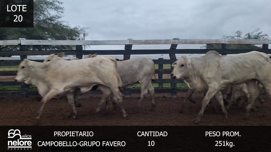 Lote LOTE 20