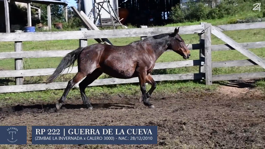 Lote Yegua de andar