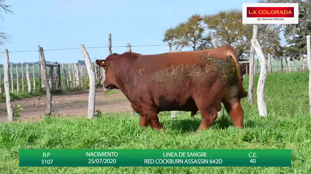 Lote TOROS ANGUS CAMPERO COLORADOS "LA COLORADA"