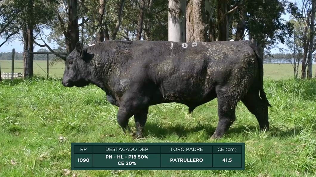 Lote Toros a remate en 16º Remate Anual La Campana de Ardao, Treinta y Tres