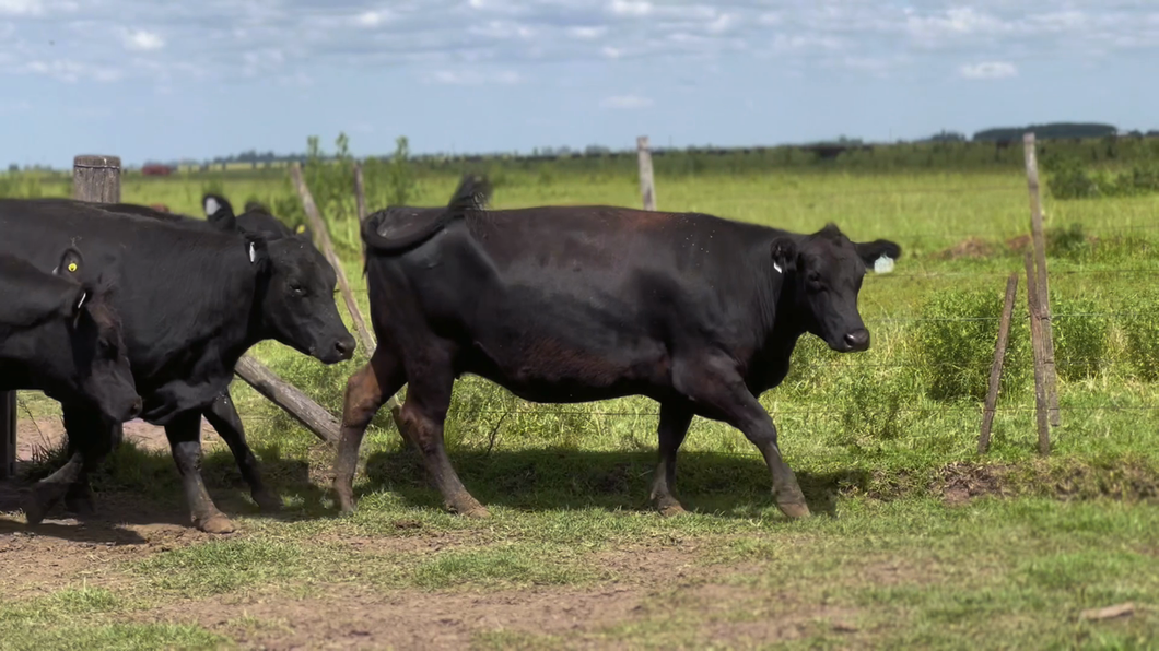 Lote 11 Vacas nuevas Preñadas