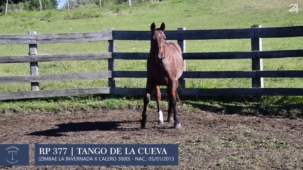 Lote Macho de andar