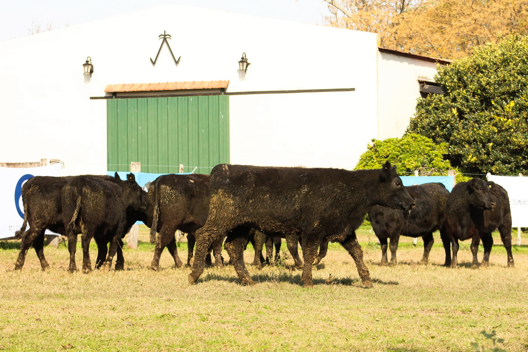 Lote CABAÑA COEMBOTÁ: 9 VAQUILLAS GENERALES PREÑADAS