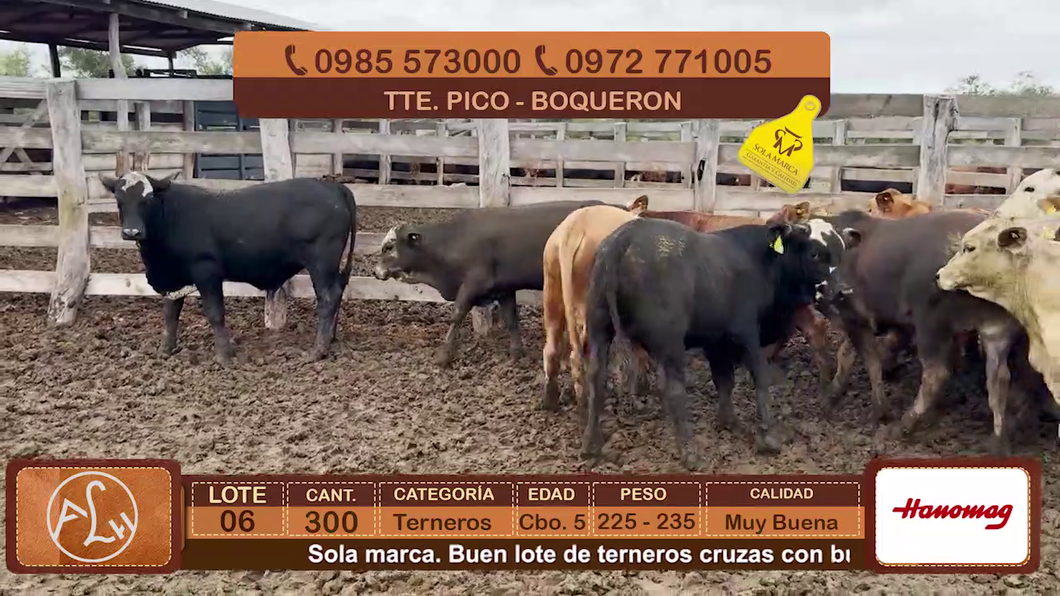 Lote Lote 6