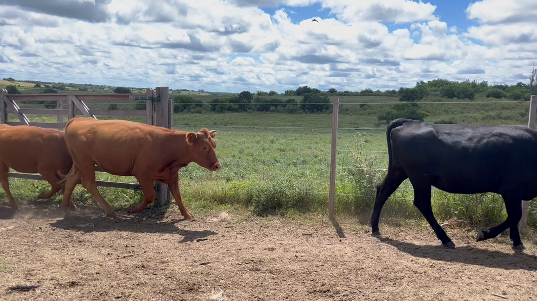 Lote VAQUILLONAS 1 a 2 AÑOS