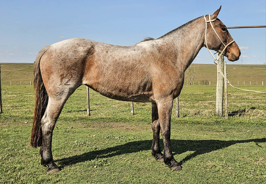 Lote CALANDRIA LA CHINITA