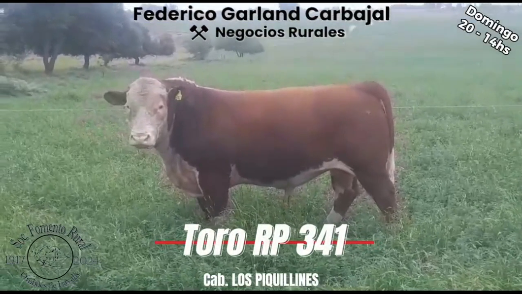 Lote TORO PI POLLED HEREFORD a remate en Expo Ombues en OMBUES DE LAVALLE