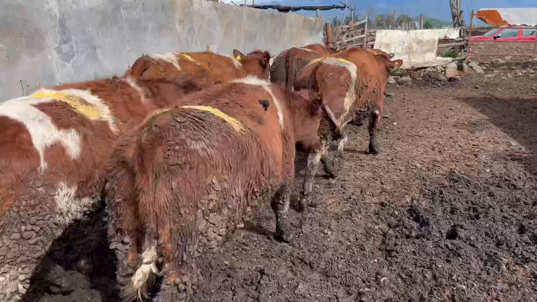 Lote 24 Vaquilla Gorda en Mostazal, VI Región O-Higgins