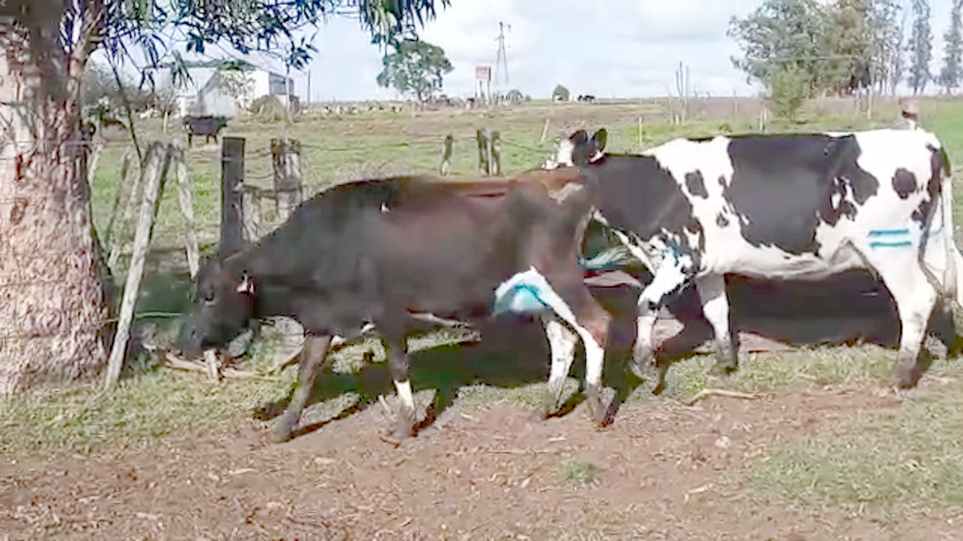 Lote 2 Vacas de Invernada a remate en Pantalla Camy Mayo - Desde La Cuenca 400kg - , San José