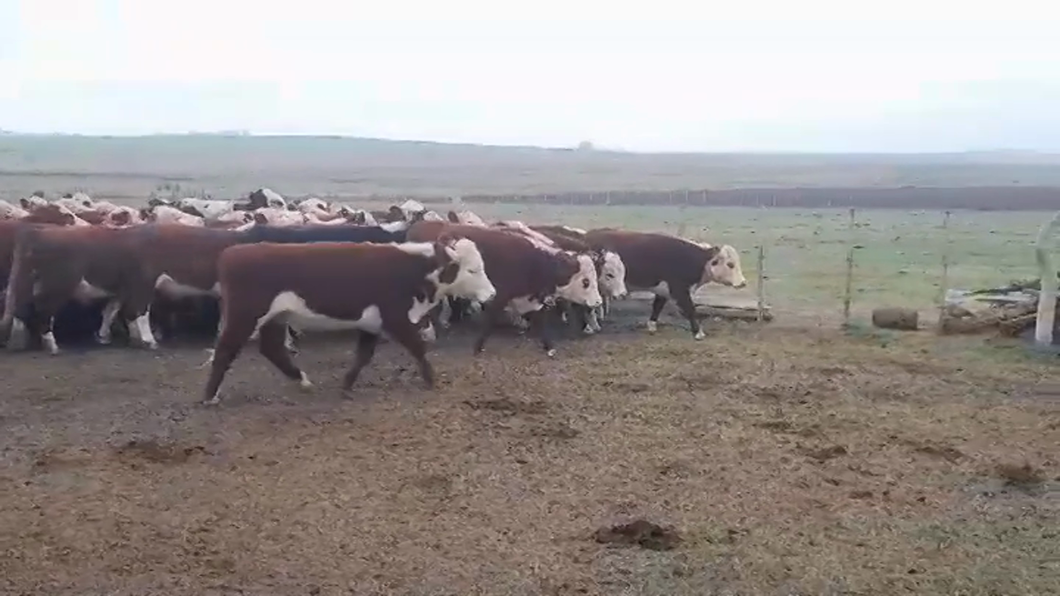 Lote (Vendido)40 Novillos HEREFORD a remate en #46 Pantalla Carmelo 330kg -  en PALO SOLO