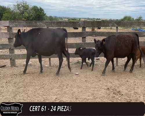 Lote (Vendido)24 Piezas de cría 5AA, 2RA, 2RAxHE, 1RAxLI, 1AAxHO, 1RAxNO a remate en 12° Remate por Pantalla 370kg -  en - A 15 KM DE TARARIRAS