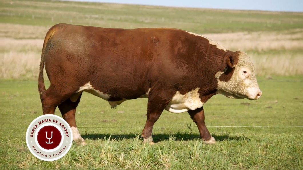 Lote TOROS SANTA MARIA DE ARAPEY