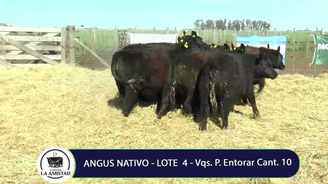 Lote Vaquillona para entorar