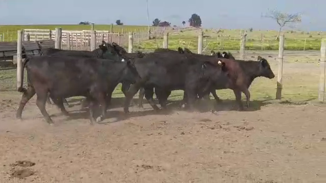 Lote (Vendido)8 Vaquillonas Vacas Preñadas ANGUS NEGRO a remate en PANTALLA FEDERICO GARLAND en JUAN GONZALEZ