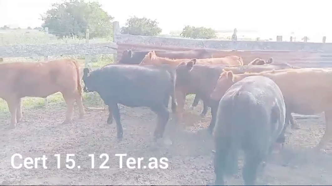 Lote TERNERAS