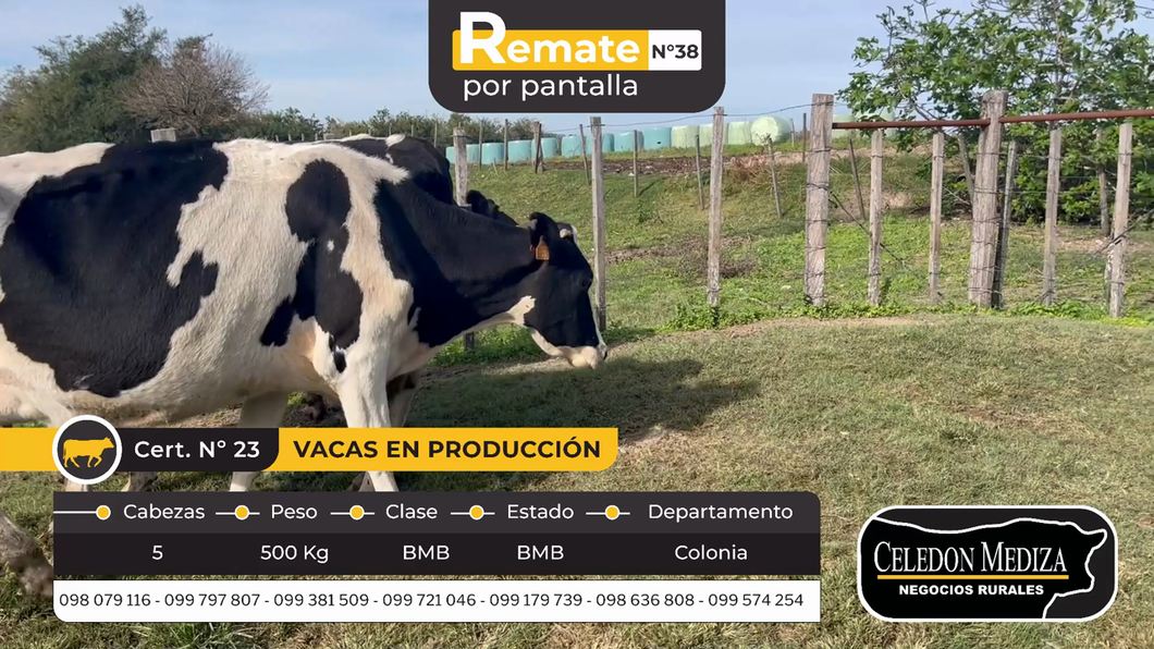 Lote 5 Vacas en produccion en Otra Localidad, Colonia