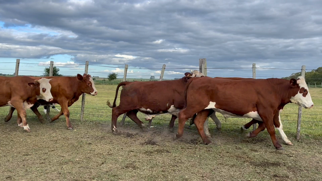 Lote NOVILLOS 1 a 2 AÑOS