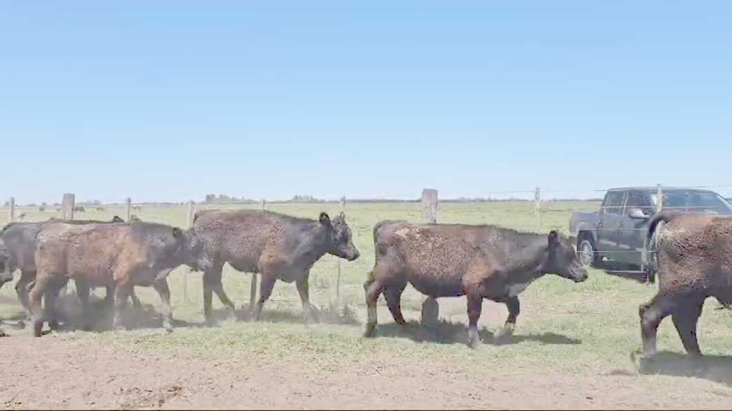 Lote 20 Terneros en Suipacha