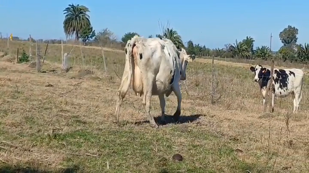 Lote (Vendido)Vacas preñadas HOLANDO a remate en #47 Pantalla Carmelo en CUFRE