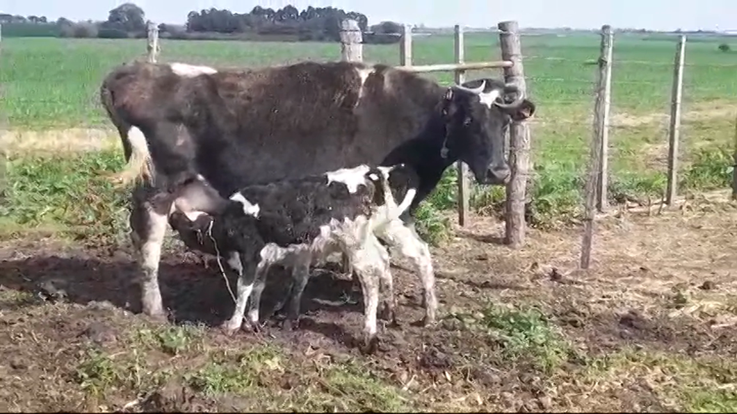 Lote (Vendido)Vacas preñadas a remate en #48 Pantalla Carmelo en AGRACIADA