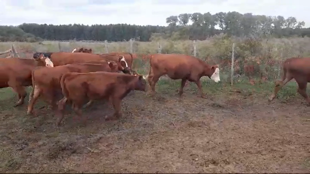 Lote (Vendido)15 Terneros ANGUS/ HEREFORD a remate en #43 Pantalla Carmelo  240kg -  en MARTIN CHICO